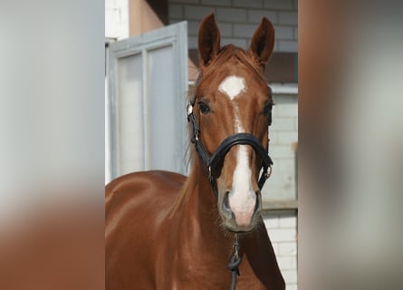 German Sport Horse, Stallion, 2 years, 16 hh, Chestnut-Red