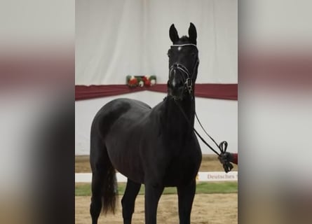 German Sport Horse, Stallion, 2 years, 16,2 hh, Black