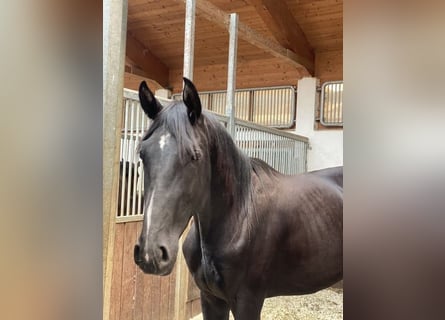 German Sport Horse, Stallion, 2 years, 16,2 hh, Black