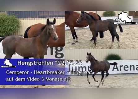 German Sport Horse, Stallion, 2 years, 16,2 hh, Gray