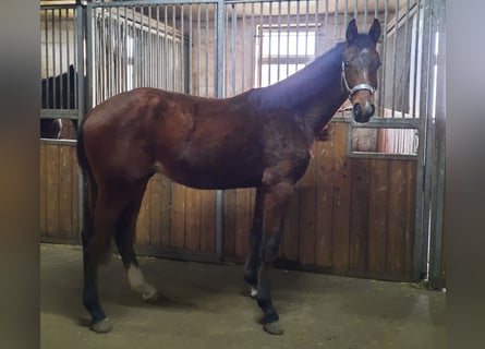 German Sport Horse, Stallion, 2 years, 17 hh, Brown