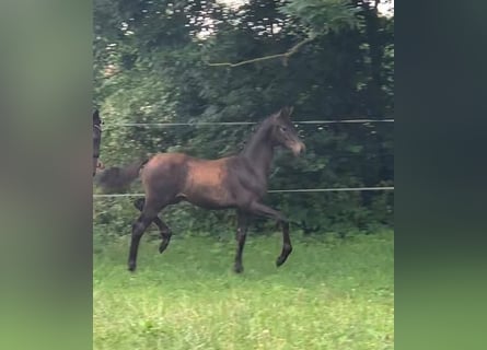 German Sport Horse, Stallion, 2 years, Bay-Dark