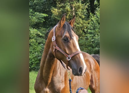 German Sport Horse, Stallion, 3 years, 16,1 hh, Bay-Dark