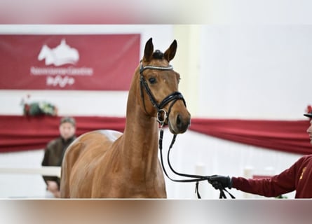 German Sport Horse, Stallion, 3 years, 16,1 hh, Brown