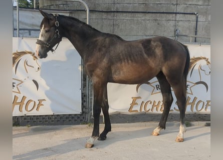 German Sport Horse, Stallion, 3 years, 16.1 hh, Gray