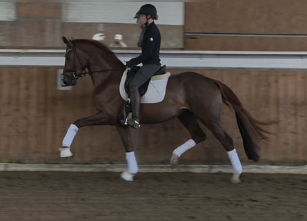 German Sport Horse, Stallion, 3 years, 16.2 hh, Chestnut