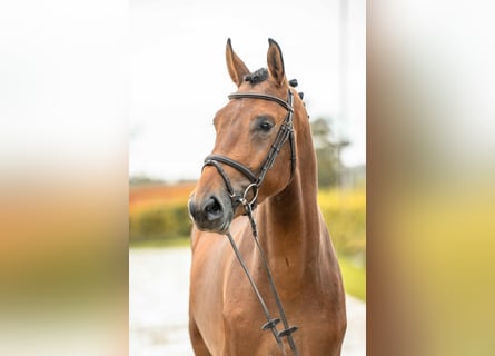 German Sport Horse, Stallion, 3 years, 16,1 hh, Brown