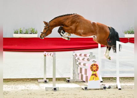 German Sport Horse, Stallion, 3 years, 16,1 hh, Brown