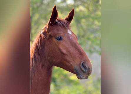 German Sport Horse, Stallion, 3 years, 16,3 hh, Chestnut-Red