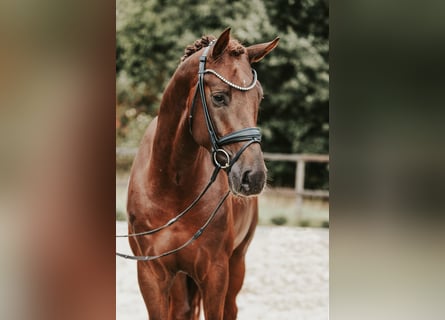 German Sport Horse, Stallion, 3 years, 17 hh, Chestnut