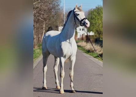 German Sport Horse, Stallion, 3 years, 17 hh, Grey