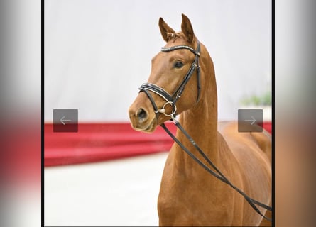 German Sport Horse, Stallion, 3 years, Chestnut-Red