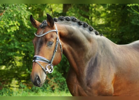 Deutsches Sportpferd, Hengst, 4 Jahre, 16,2 hh, Dunkelbrauner