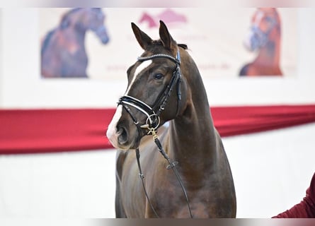 German Sport Horse, Stallion, 4 years, 16.2 hh, Chestnut