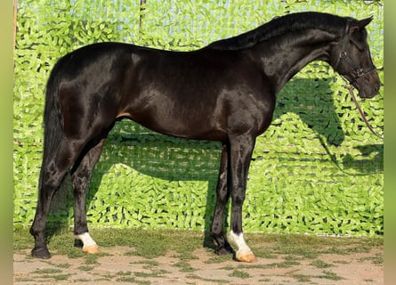 German Sport Horse, Stallion, 4 years, 16.3 hh, Black