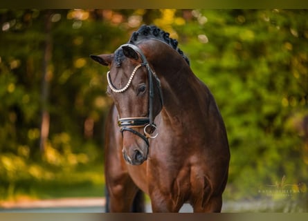 German Sport Horse, Stallion, 4 years, 16,2 hh, Bay-Dark