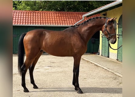 German Sport Horse, Stallion, 4 years, 16,2 hh, Brown