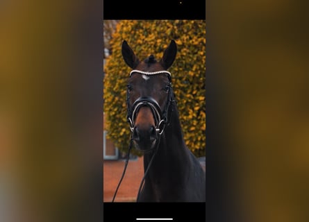 German Sport Horse, Stallion, 7 years, 16.1 hh, Brown