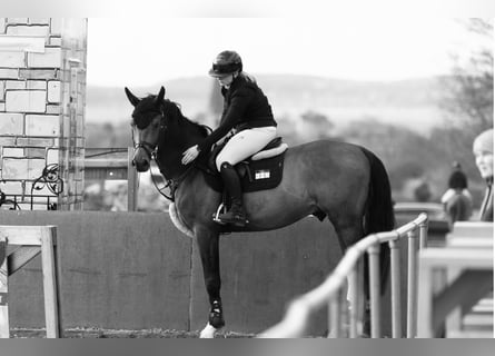 German Sport Horse, Stallion, 9 years, 16,2 hh, Brown