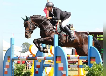 German Sport Horse, Stallion, 16 years, 16.1 hh, Bay-Dark