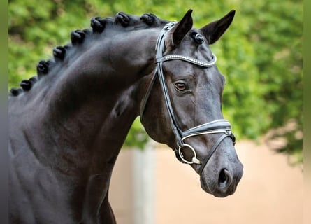 German Sport Horse, Stallion, 9 years, 16.2 hh, Black