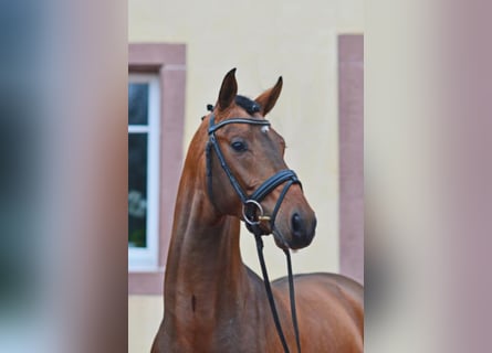 German Sport Horse, Stallion, 12 years, 16.1 hh, Brown