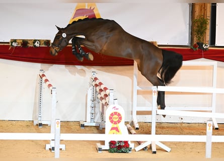 German Sport Horse, Stallion, 4 years, 17 hh, Brown