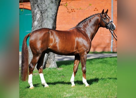 German Sport Horse, Stallion, 21 years, 16.2 hh, Chestnut-Red