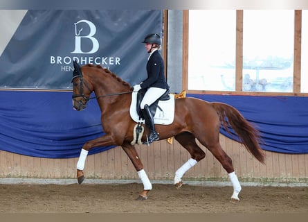 German Sport Horse, Stallion, 5 years, 16.2 hh, Chestnut-Red