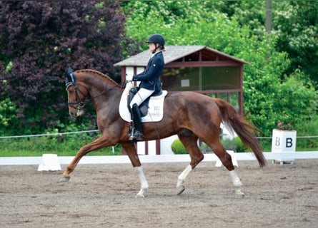 German Sport Horse, Stallion, 11 years, 16.1 hh, Chestnut-Red