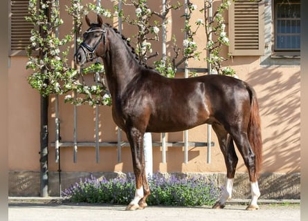 German Sport Horse, Stallion, 4 years, 16.1 hh, Chestnut
