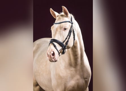 German Sport Horse, Stallion, 11 years, 16.2 hh, Cremello