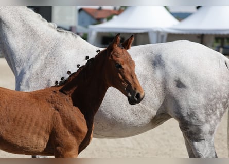German Sport Horse, Stallion, Foal (04/2025), 12,2 hh, Brown