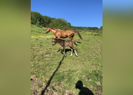 German Sport Horse, Stallion, Foal (04/2026), 16.1 hh, Brown