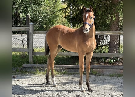 Deutsches Sportpferd, Hengst, Fohlen (03/2024), 16,1 hh, Brauner