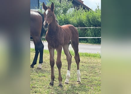 German Sport Horse, Stallion, Foal (05/2026), 16.1 hh, Brown