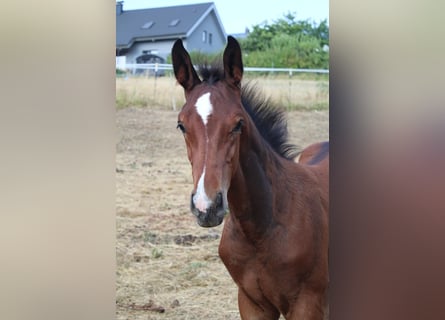 German Sport Horse, Stallion, Foal (05/2026), 16.1 hh, Brown