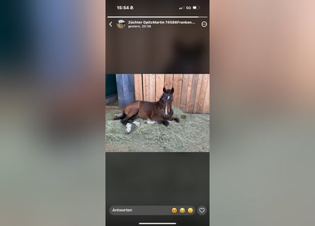 German Sport Horse, Stallion, Foal (04/2026), 16.2 hh, Bay-Dark