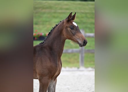 German Sport Horse, Stallion, Foal (03/2026), 16.2 hh, Brown