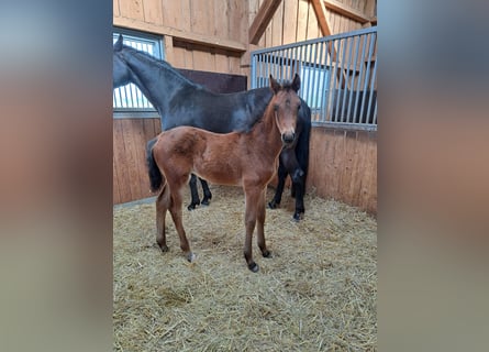 German Sport Horse, Stallion, Foal (03/2026), 16.3 hh, Bay-Dark
