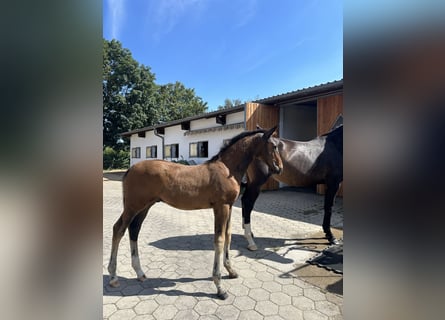 German Sport Horse, Stallion, Foal (05/2024), 16,3 hh, Bay-Dark