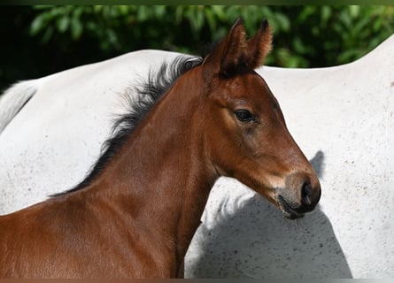 German Sport Horse, Stallion, Foal (05/2024), 16.3 hh, Brown