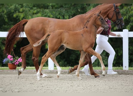 Deutsches Sportpferd, Hengst, Fohlen (04/2024), 16,3 hh, Dunkelfuchs