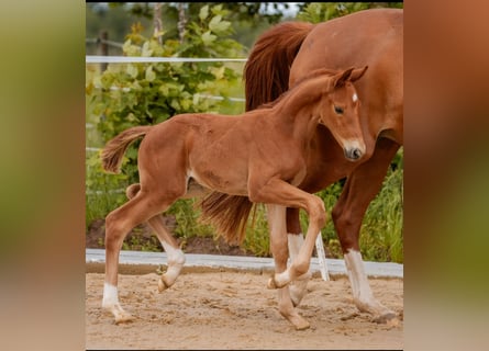 German Sport Horse, Stallion, Foal (05/2024), 16.3 hh, Chestnut-Red