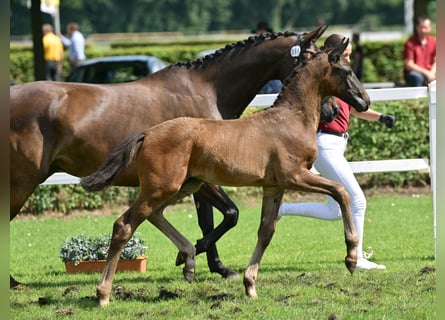 German Sport Horse, Stallion, Foal (05/2025), 16,1 hh, Bay-Dark