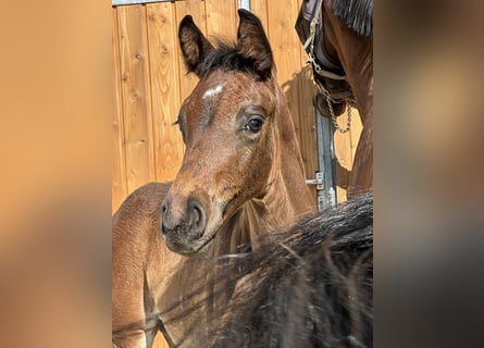 German Sport Horse, Stallion, Foal (06/2025), 16,2 hh, Bay-Dark