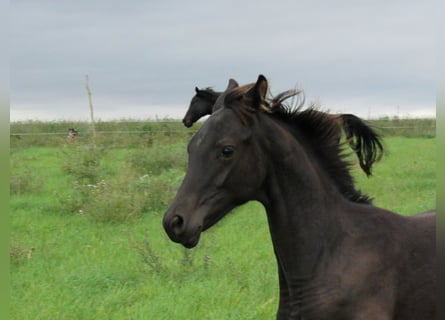 German Sport Horse, Stallion, Foal (04/2025), 16,2 hh, Black