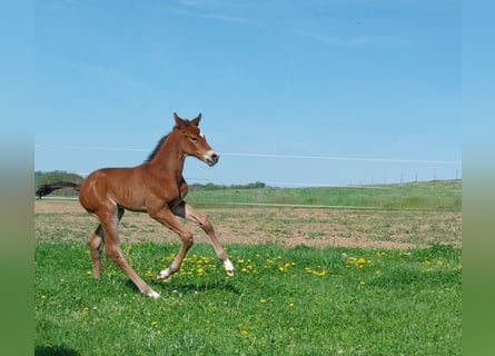 German Sport Horse, Stallion, , 16,2 hh, Brown
