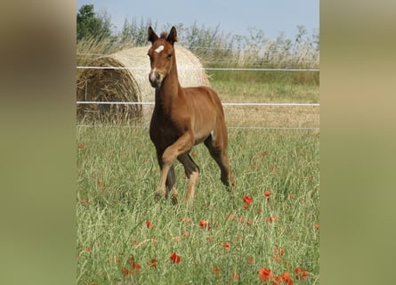 German Sport Horse, Stallion, , 16,2 hh, Brown