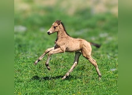 German Sport Horse, Stallion, , 16,2 hh, Buckskin